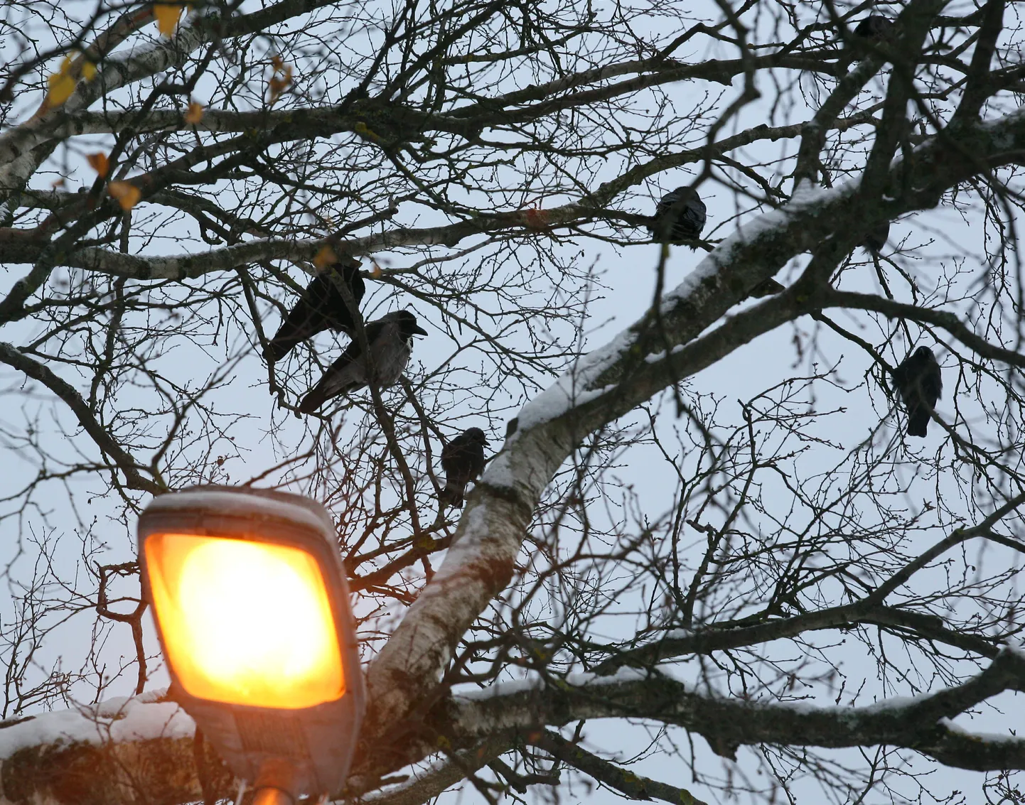 PRN01: LUMINE PÄRNU : PÄRNU, EESTI,  30NOV12-
Lumine suvepealinn Pärnu. Tänavavalgustus , varesed
ul/Foto URMAS LUIK PÄRNU POSTIMEES