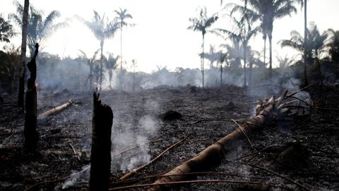 Brasiilia Amazonase vihmametsi hävitati juulis 1600 ruutkilomeetrit