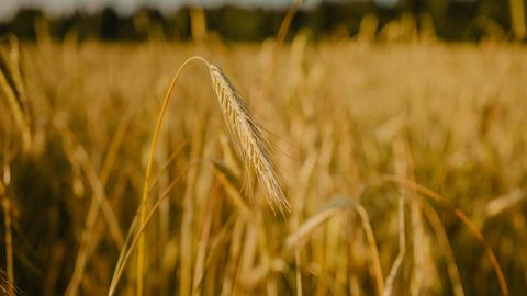 Viljelusvõistluse tulemused selguvad lõpukonverentsil