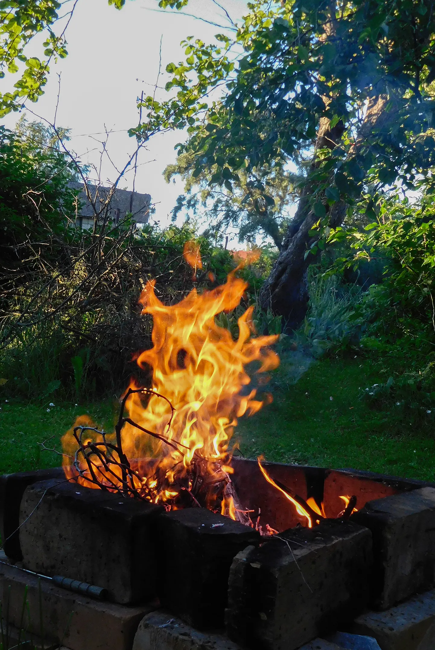 Jaanilõke.