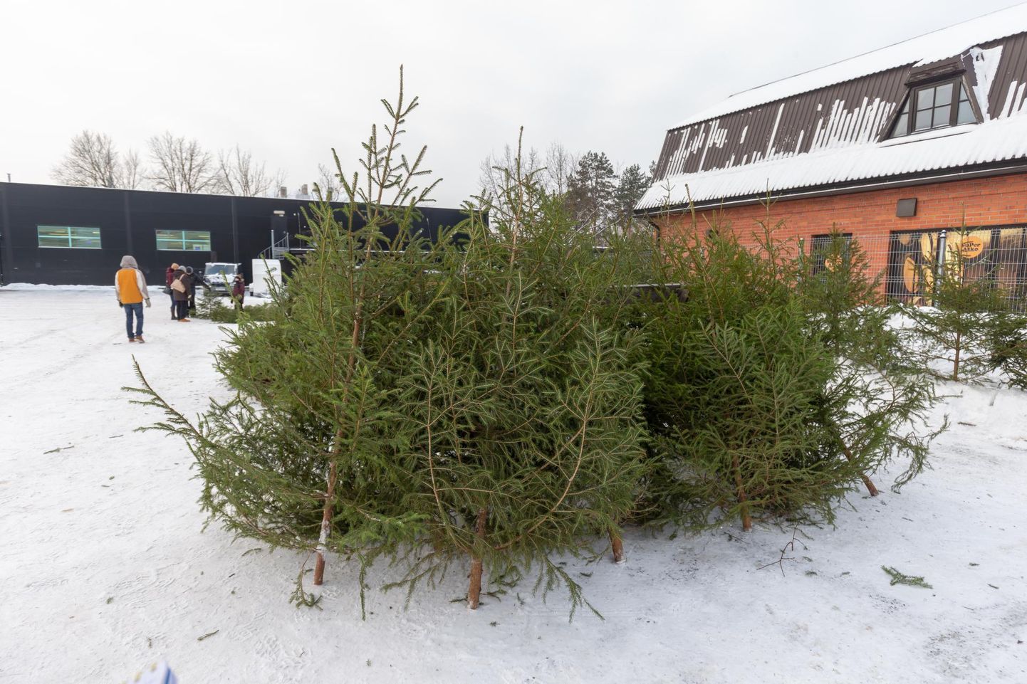 Viljandi linnavalitsus otsustas sel aastal haigla ehituse tõttu turu parklas ja selle lähiümbruses jõulukuuskede müümiseks maad mitte välja anda.