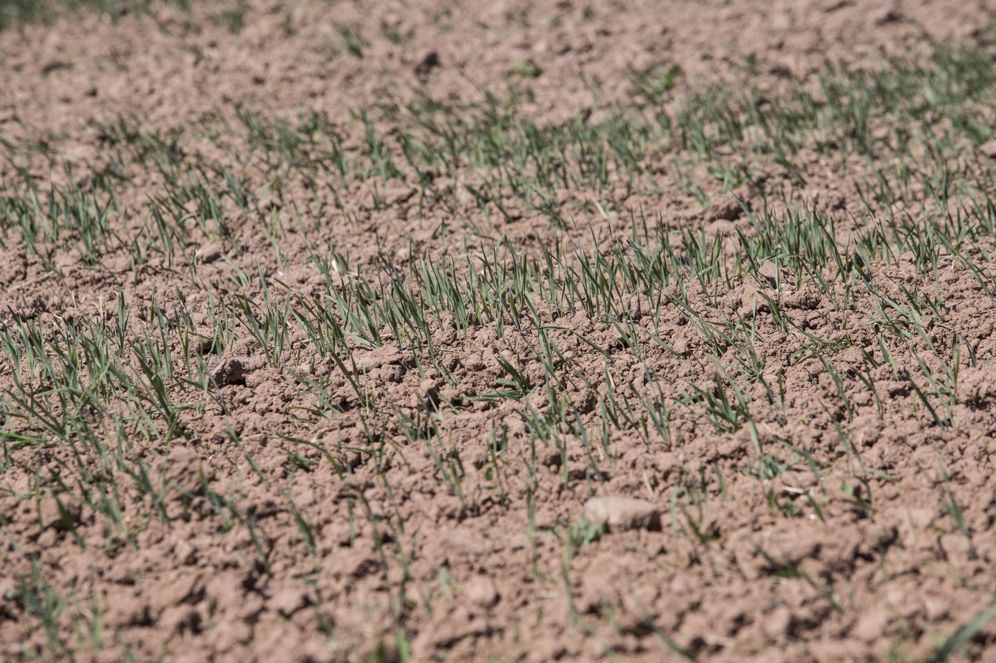Palju päikest, külluslikult sooja ja vähe vihma on pannud maa kuivama. Pilt on tehtud 30. mail Mulgi vallas.