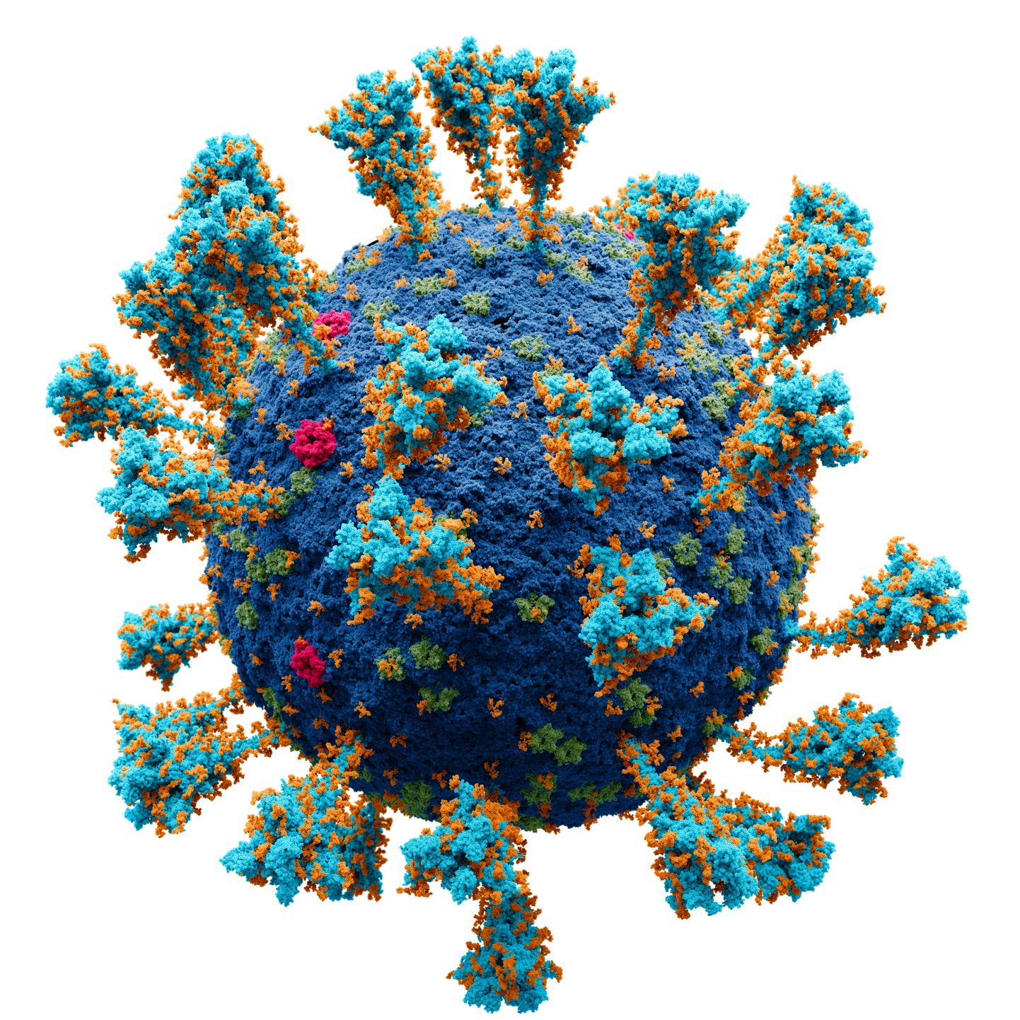 COVID-19-t põhjustava viiruse välsikihis on vähemalt neli põhivalku. 