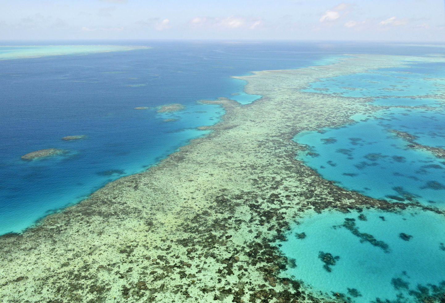 Austraalia vetes asuva Suur Vallrahu korallipopulatsiooni arvukus on vähenenud alates 1995. aastast enam kui poole võrra.