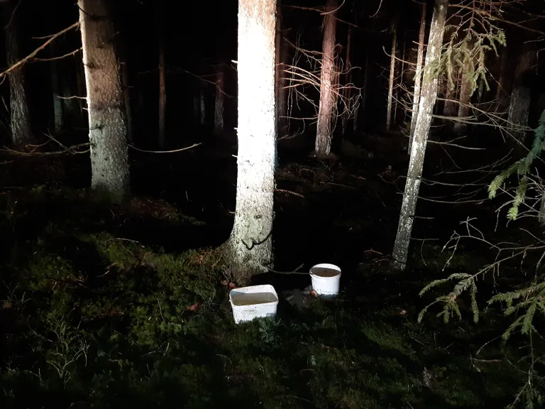 Vieta, kur suņu mamma ar astoņiem mazuļiem tika atstāta