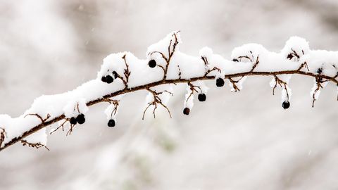 Pärnumaal sadas ööpäevaga enim lund Virtsus