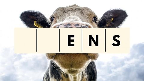 ТЕСТ ⟩ С каких букв начинаются названия этих 10 молочных продуктов на латышском?