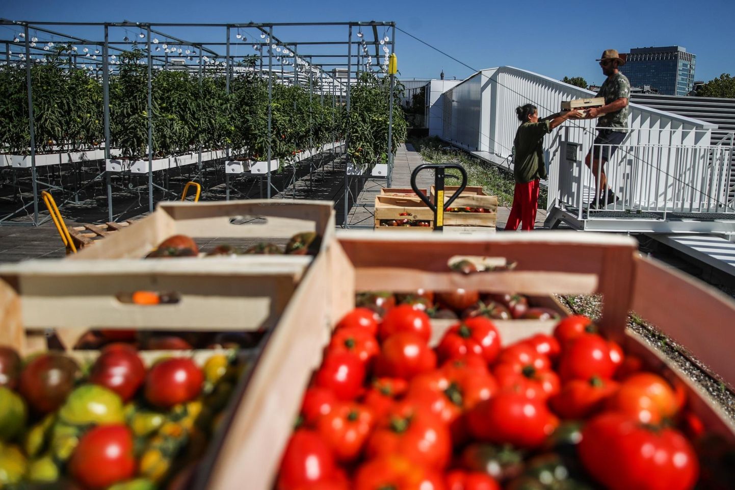 Caption: Versaille’s on Euroopa suurim, 1,4 ha suurune linnaline katusaed. Hüdropoonika ja aeropoonika võtetega kasvatatakse seal erinevaid köögivilju. Ka see on tulevikupõllumajandus. Pildil tomatite korjamine katus­aiast 10. augustil 2020.
