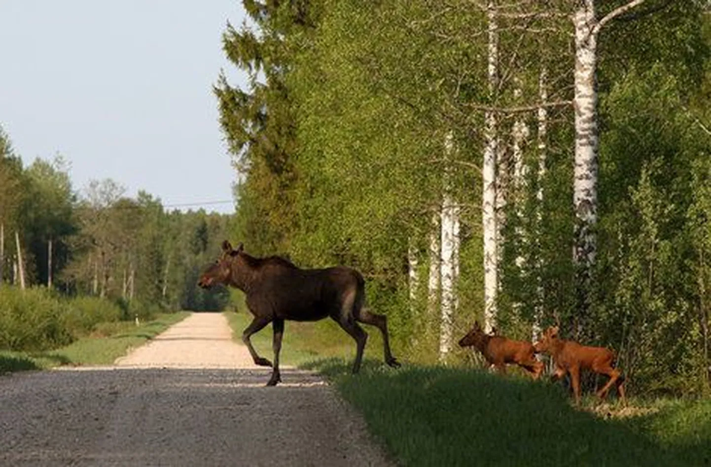 Лоси