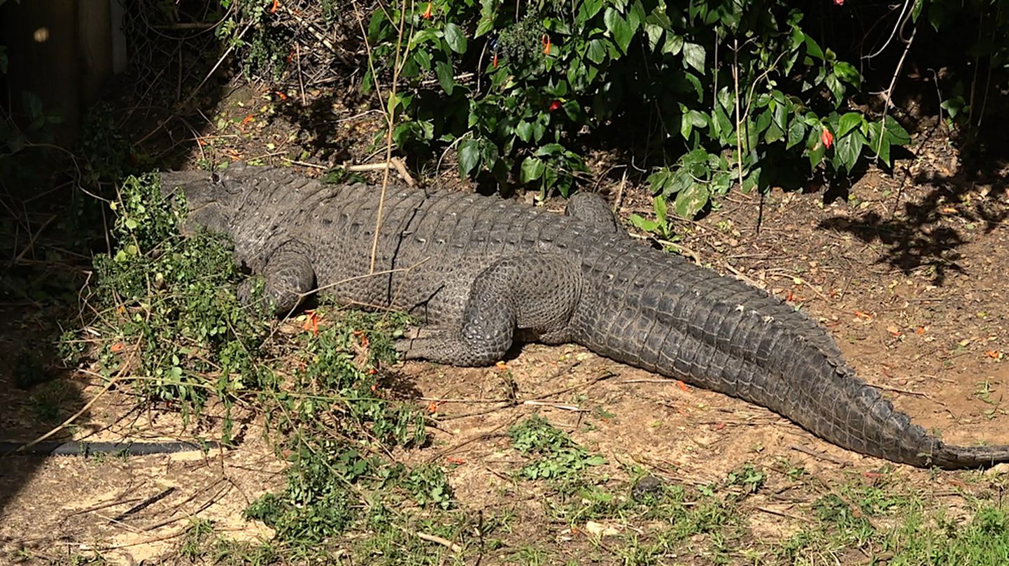 Hiiglaslik alligaator püüab põõsastesse peitu pugeda