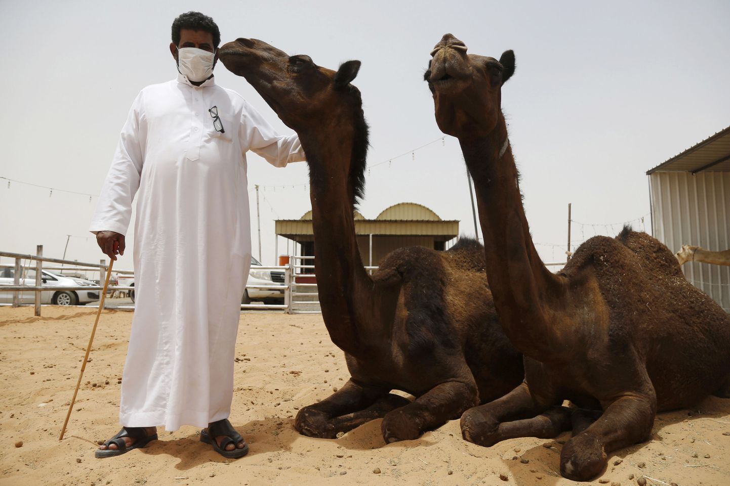 Saudi Araabia soovitab kaamelitega tegelejatel kasutada kaitsekindaid ja –maske