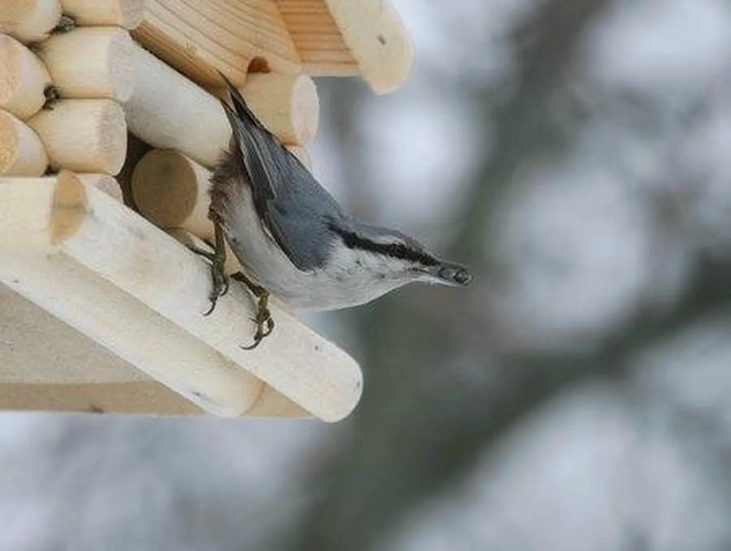 Üks linde, kes käib talviti toidumajas, on puukoristaja.