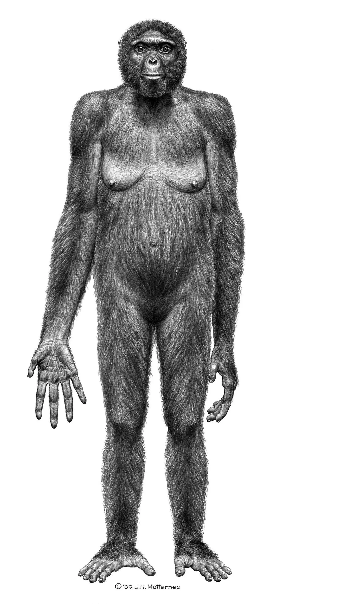 Ardipithecus ramidus ehk Ardi