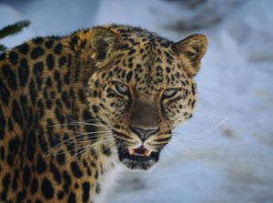 Amuuri leopard Priamurski loomaaias. Foto: Yuri Smityuk/TASS/Scanpix
