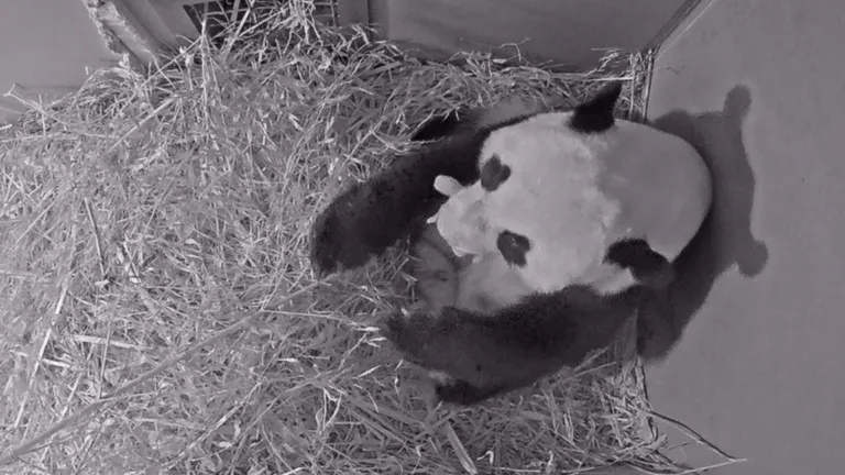 Veebikaamera jäädvustus hiidpanda sünnist.