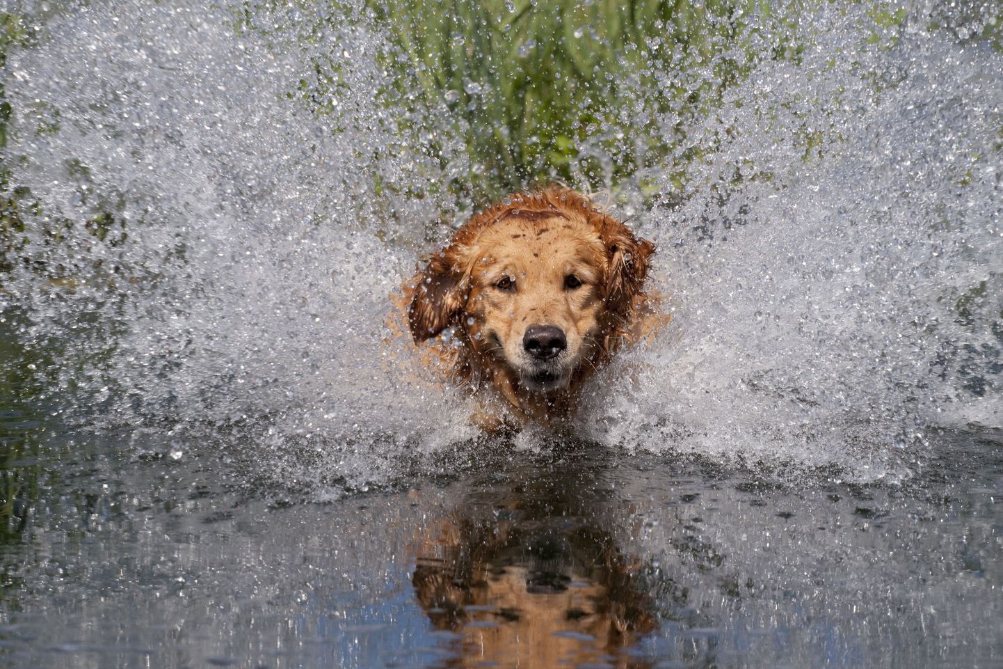 Koeral võib vees mõnus olla, aga ebameeldiva lõhna vältimiseks tuleb ta kenasti ära kuivatada.