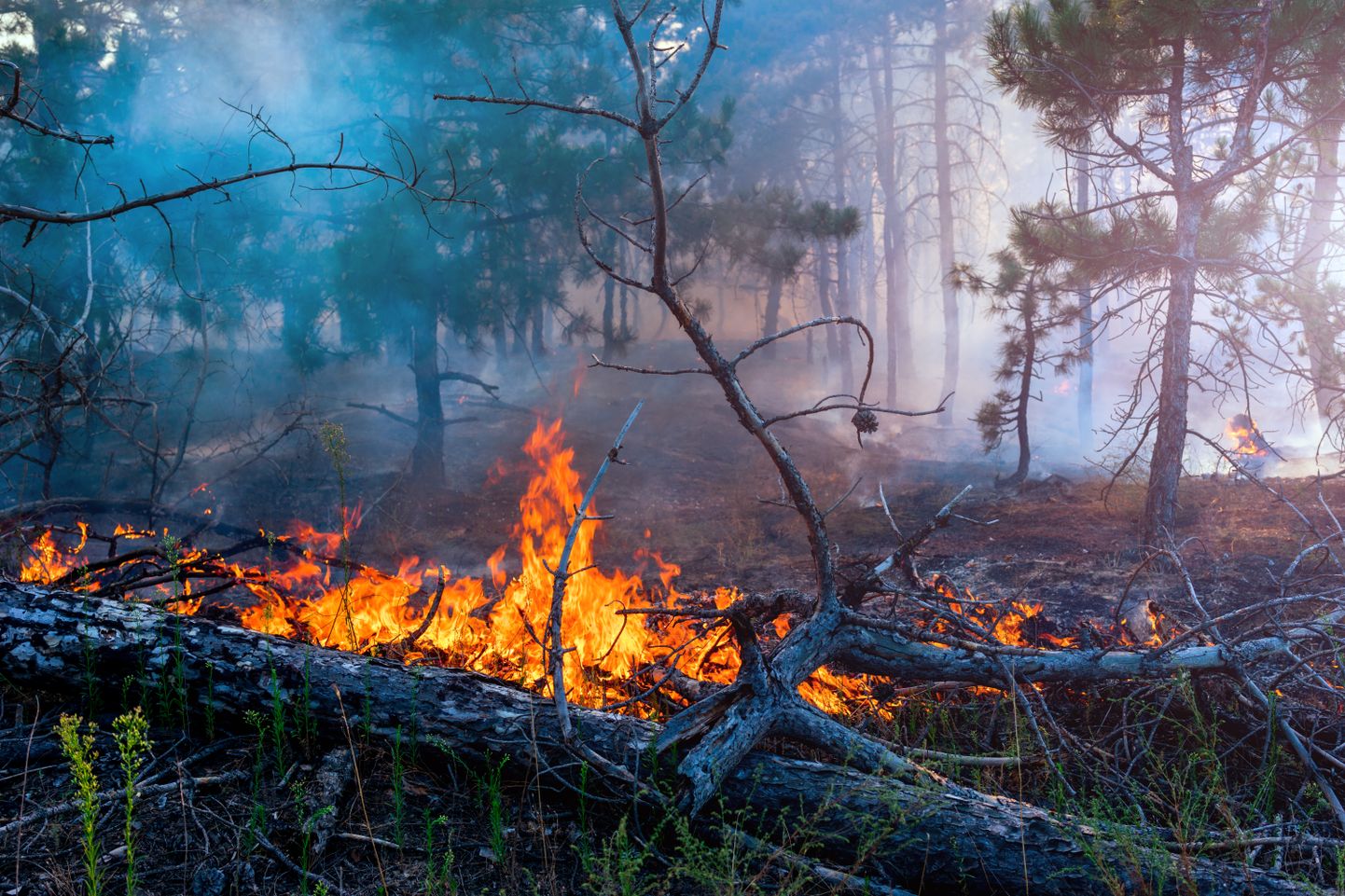 Лесной пожар. Иллюстративное фото