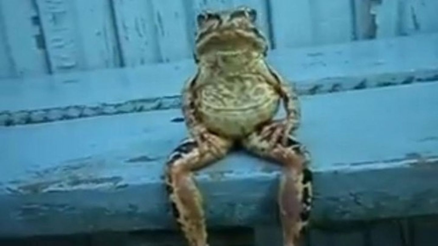 Однако жабе лезть было трудно. Упоротая лягушка. Крутая жаба. Лягушка сидящая. Жаба сидит.